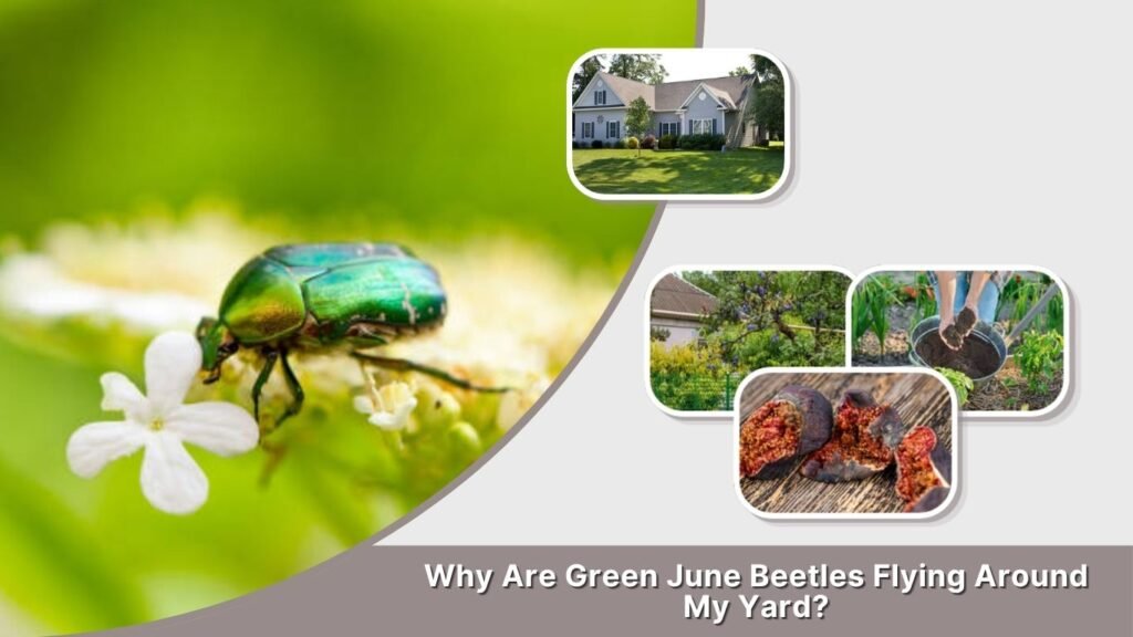 Why Are Green June Beetles Flying Around My Yard?
