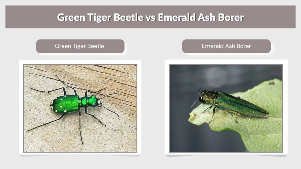 Green Tiger Beetle vs Emerald Ash Borer