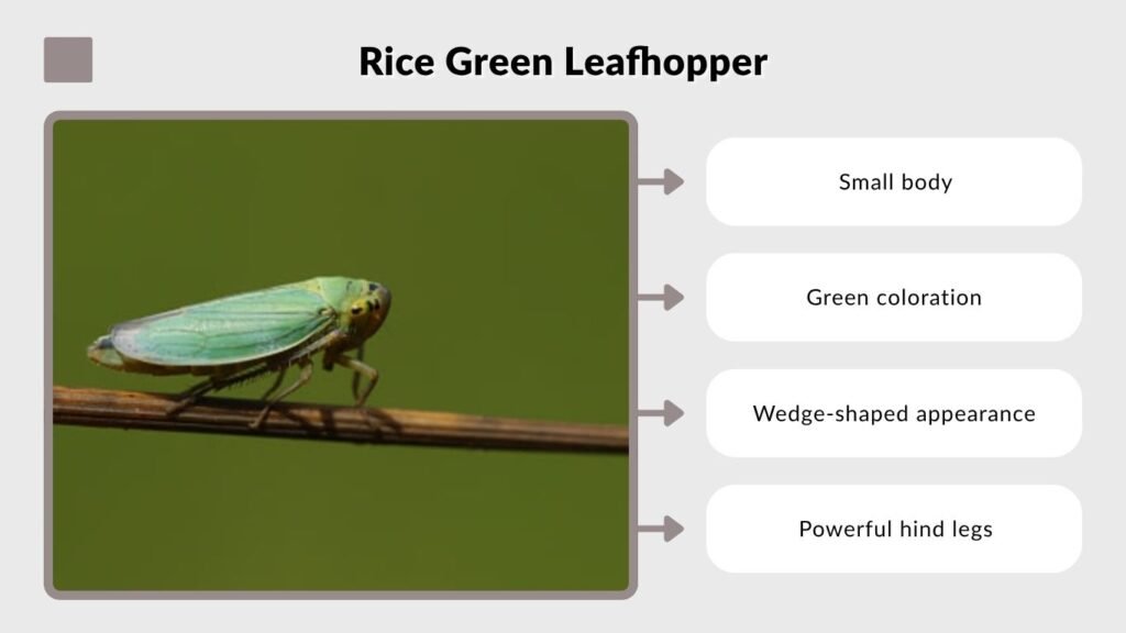 Rice Green Leafhopper