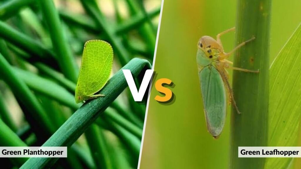 Green Planthopper vs. Green Leafhopper