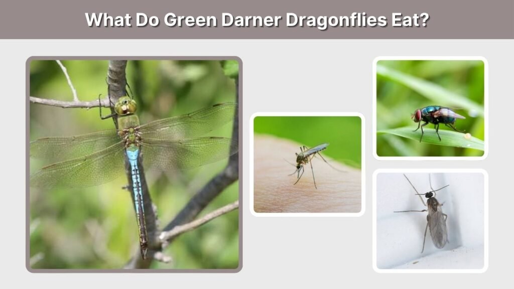 What Do Green Darner Dragonflies Eat?