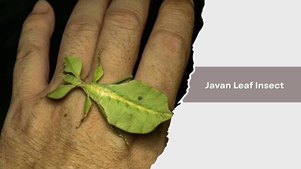 Javan Leaf Insect