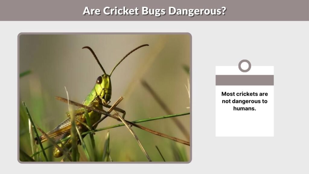 Are Cricket Bugs Dangerous?
