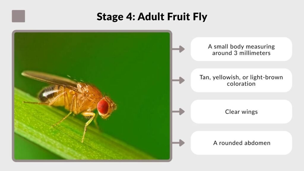 Stage 4: Adult Fruit Fly