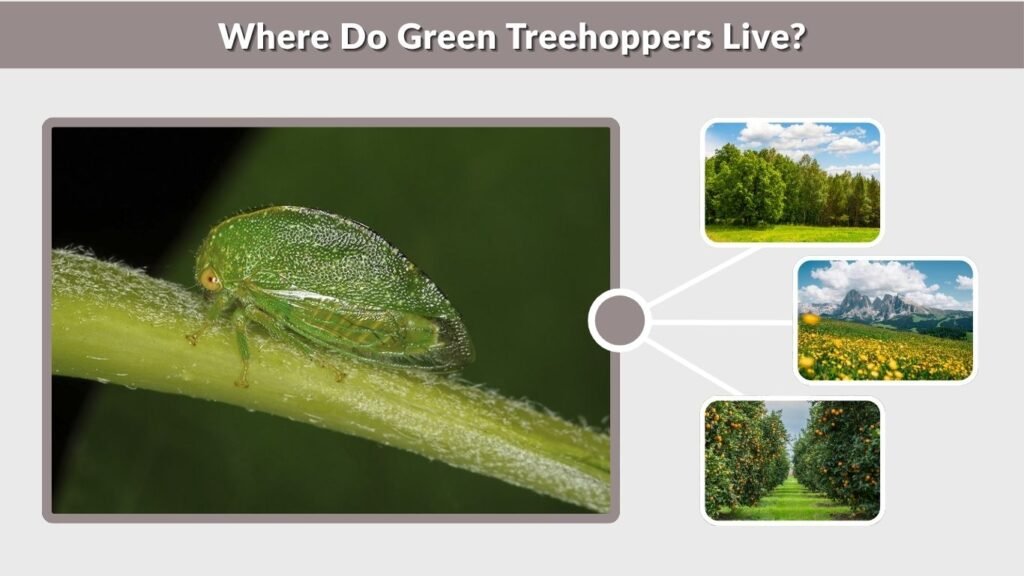 Where Do Green Treehoppers Live?