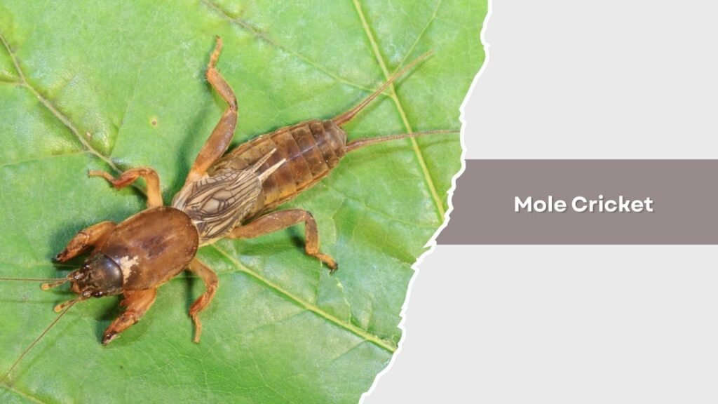 Mole Cricket