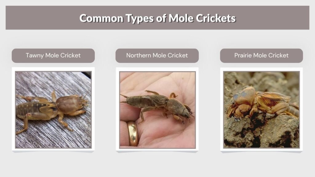 Common Types of Mole Crickets