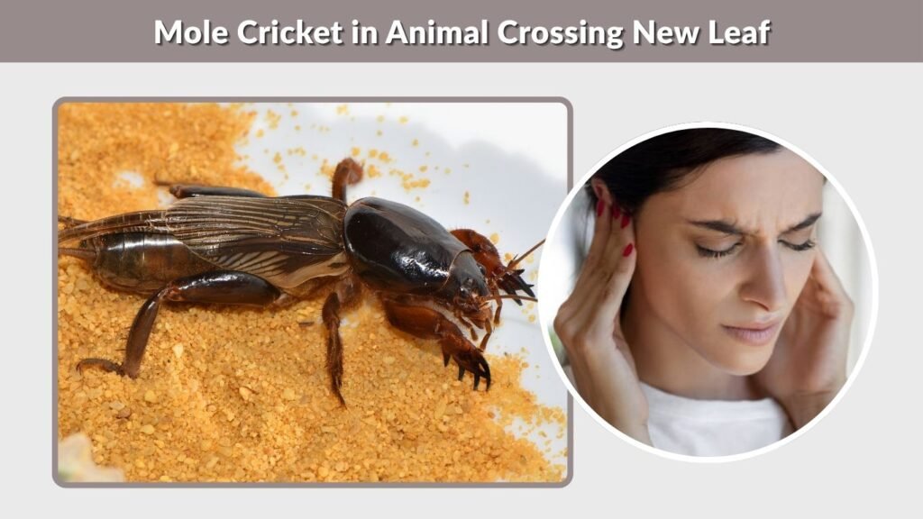 Mole Cricket in Animal Crossing New Leaf