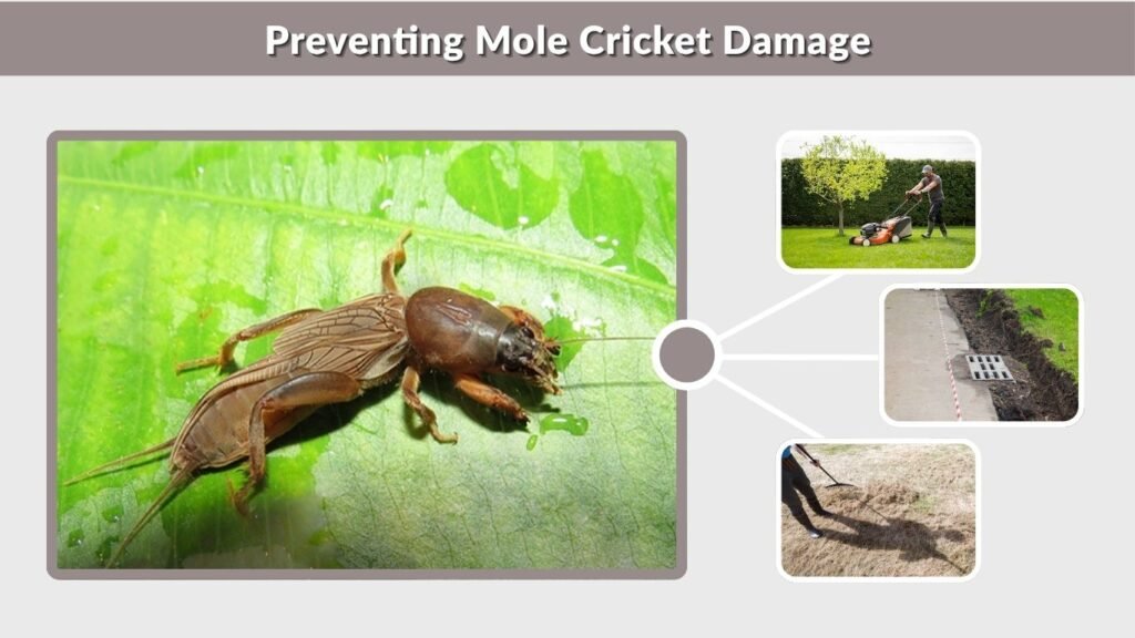 Preventing Mole Cricket Damage