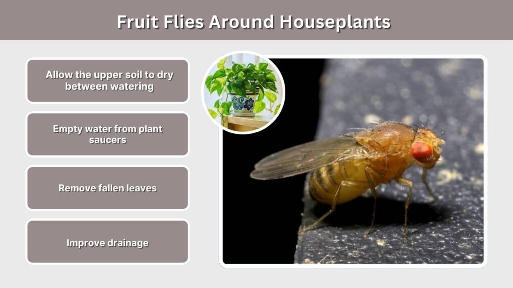 Fruit Flies Around Houseplants