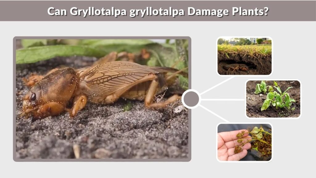 Can Gryllotalpa gryllotalpa Damage Plants?
