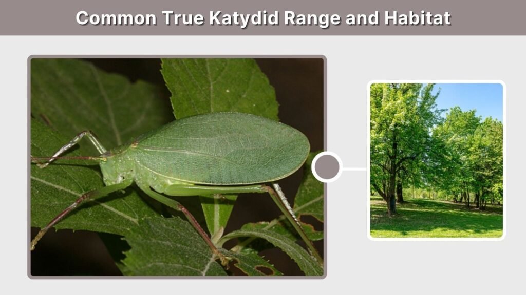 Common True Katydid Range and Habitat