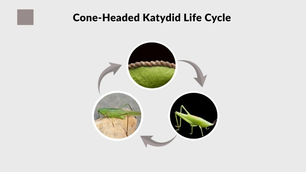 Cone-Headed Katydid Life Cycle