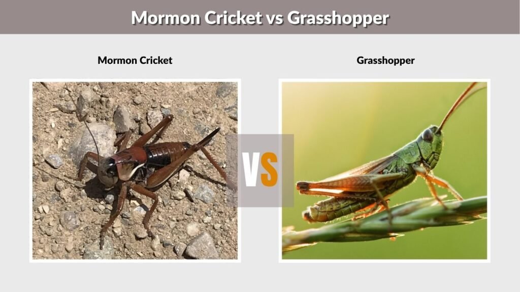 Mormon Cricket vs Grasshopper