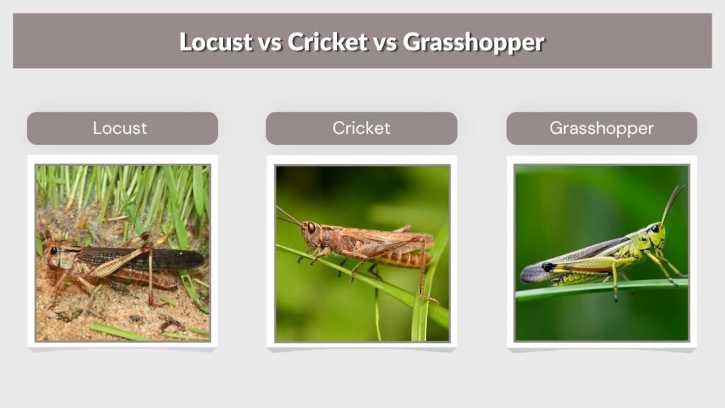 Locust vs Cricket vs Grasshopper