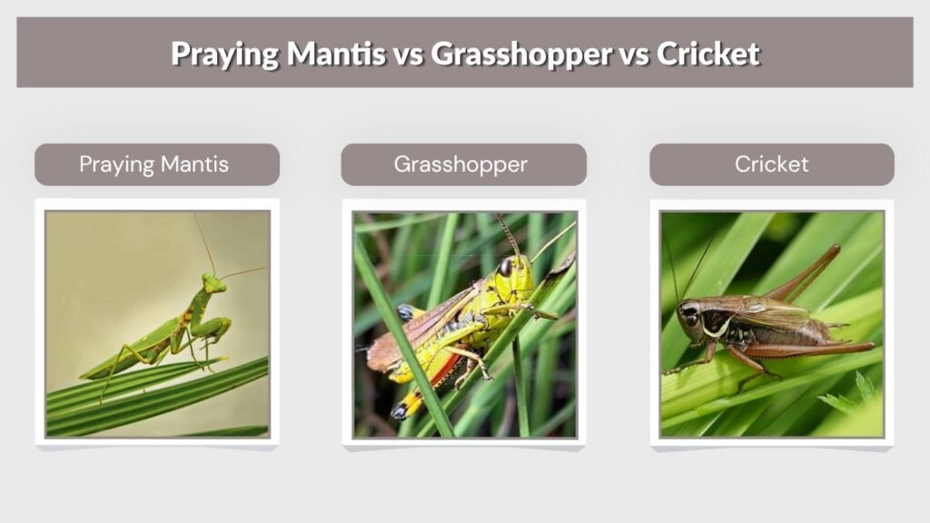 Praying Mantis vs Grasshopper vs Cricket