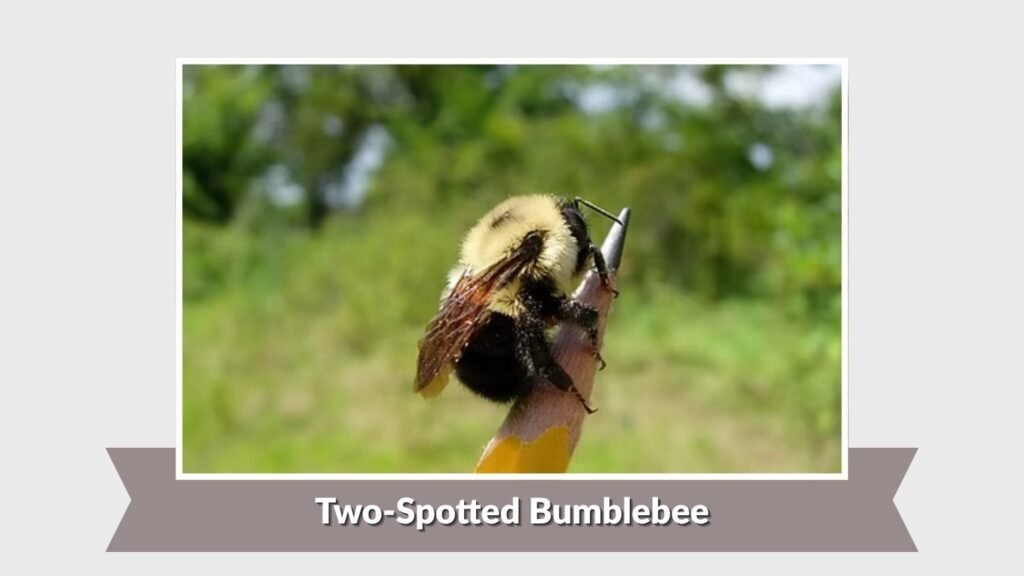 Two-Spotted Bumblebee