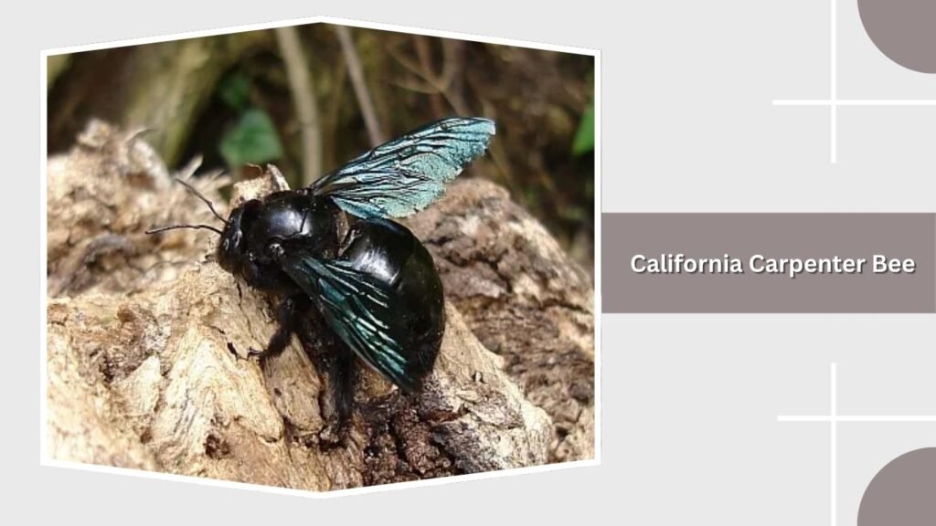 California Carpenter Bee