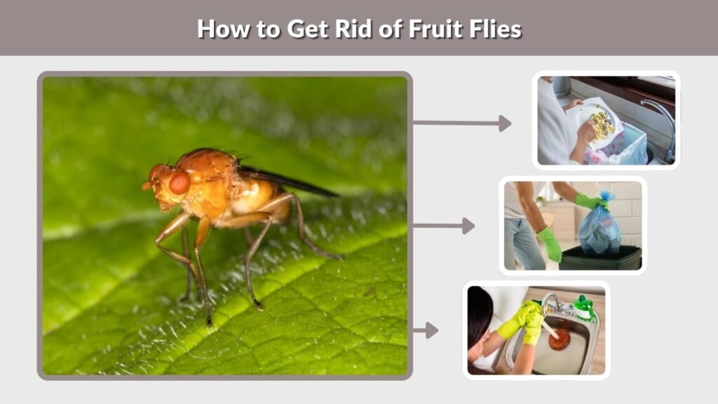 How to Get Rid of Fruit Flies