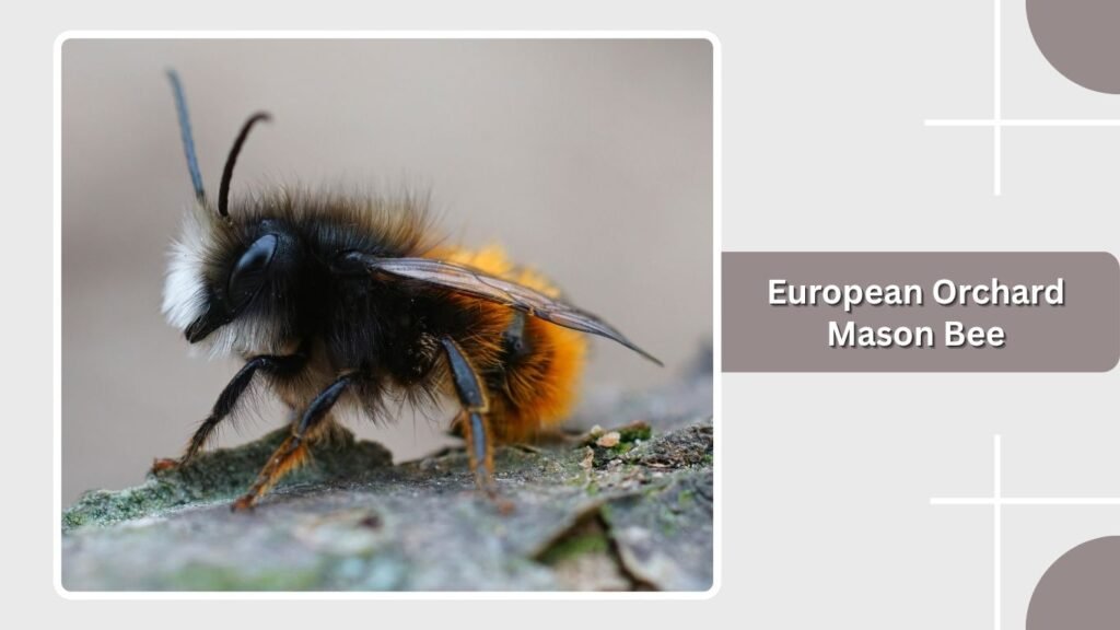 European Orchard Mason Bee