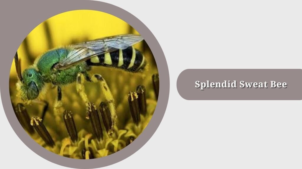 Splendid Sweat Bee