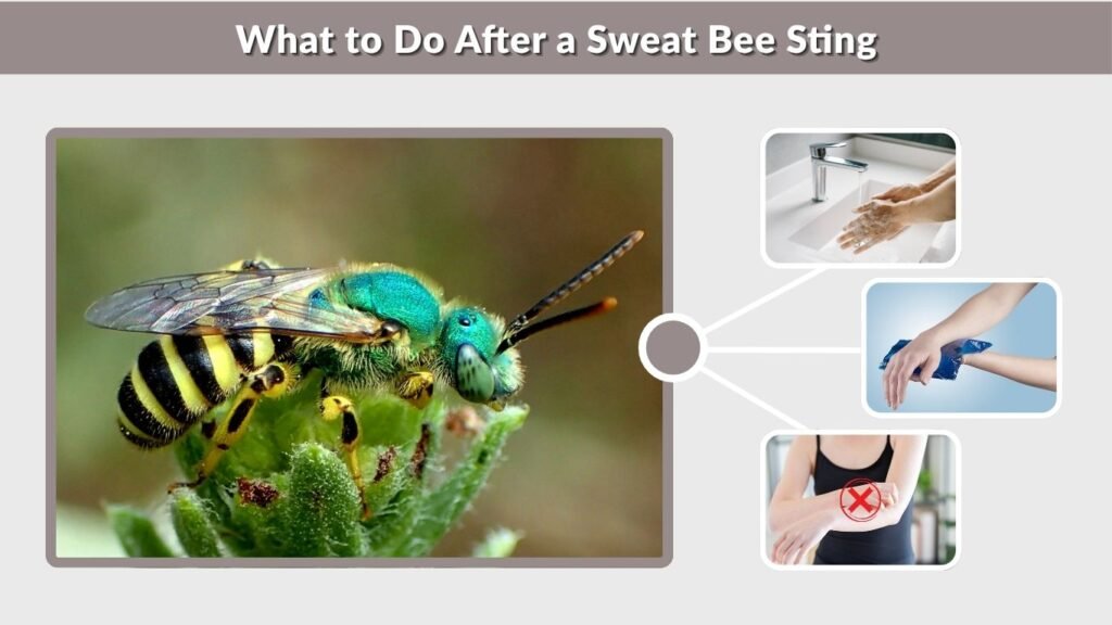 What to Do After a Sweat Bee Sting