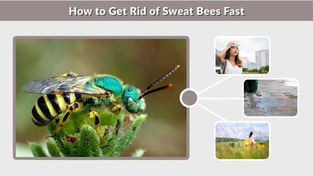 How to Get Rid of Sweat Bees Fast