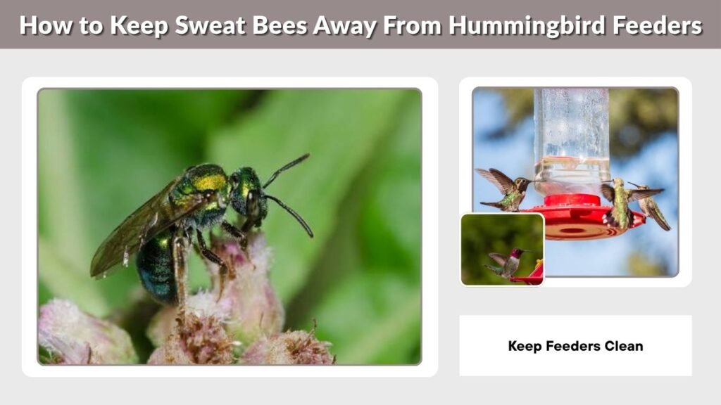 How to Keep Sweat Bees Away From Hummingbird Feeders