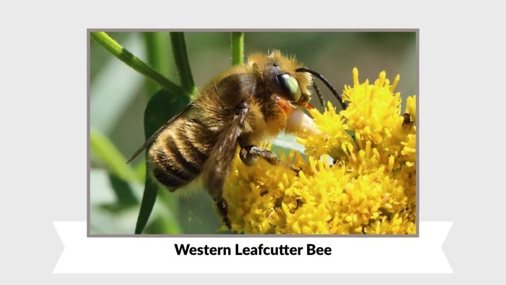 Western Leafcutter Bee