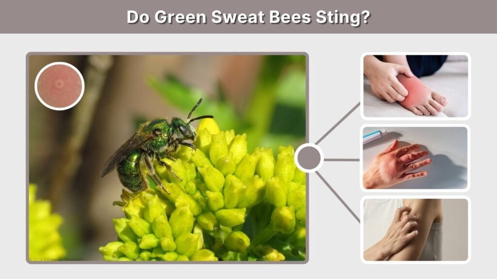 Do Green Sweat Bees Sting?