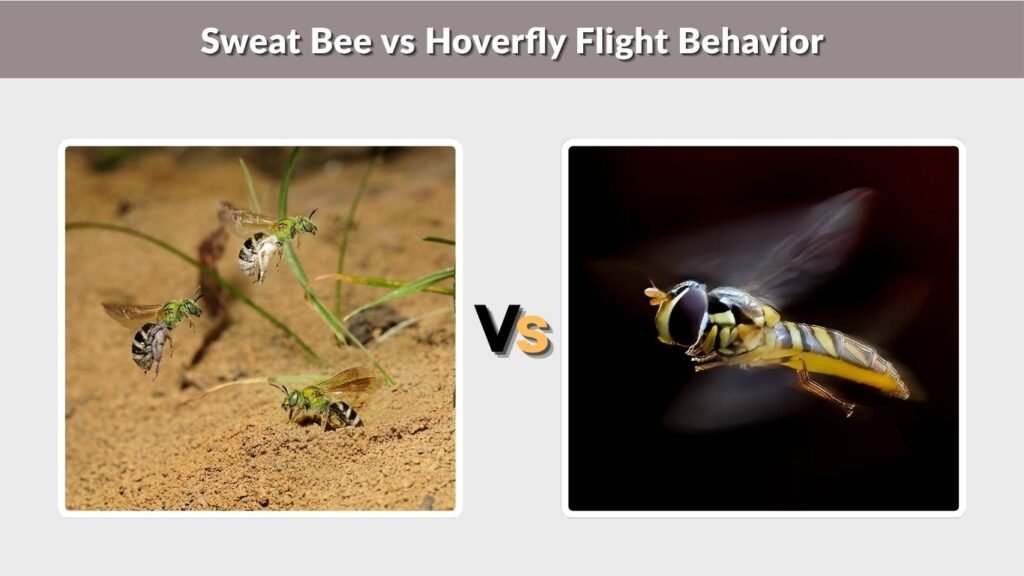 Sweat Bee vs Hoverfly Flight Behavior