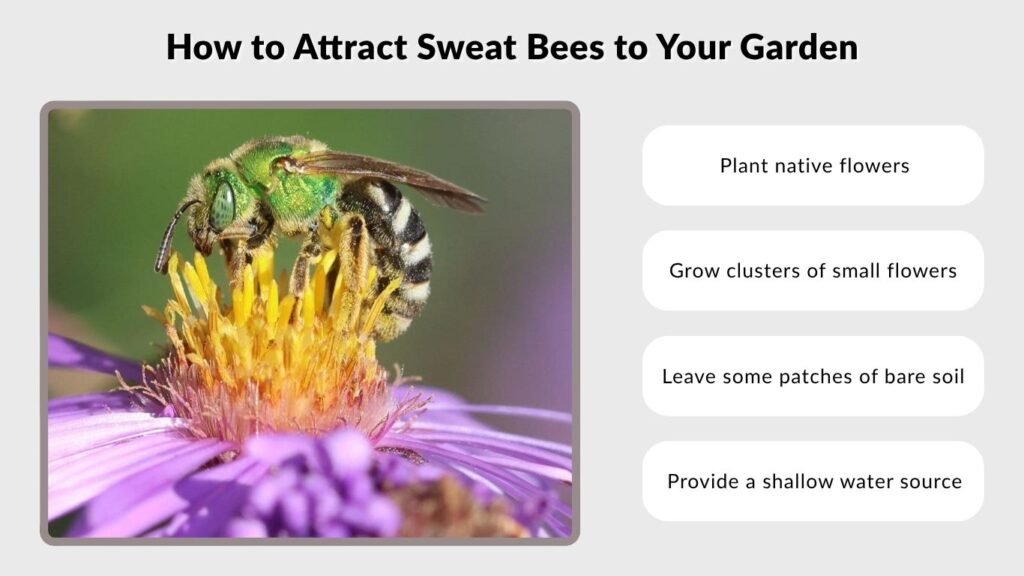 How to Attract Sweat Bees to Your Garden