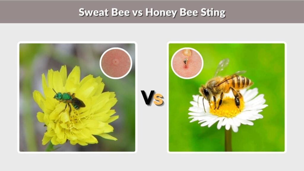 Sweat Bee vs Honey Bee Sting