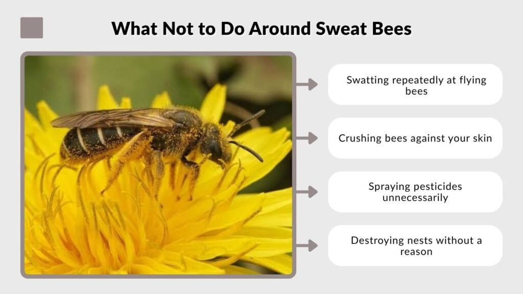 What Not to Do Around Sweat Bees
