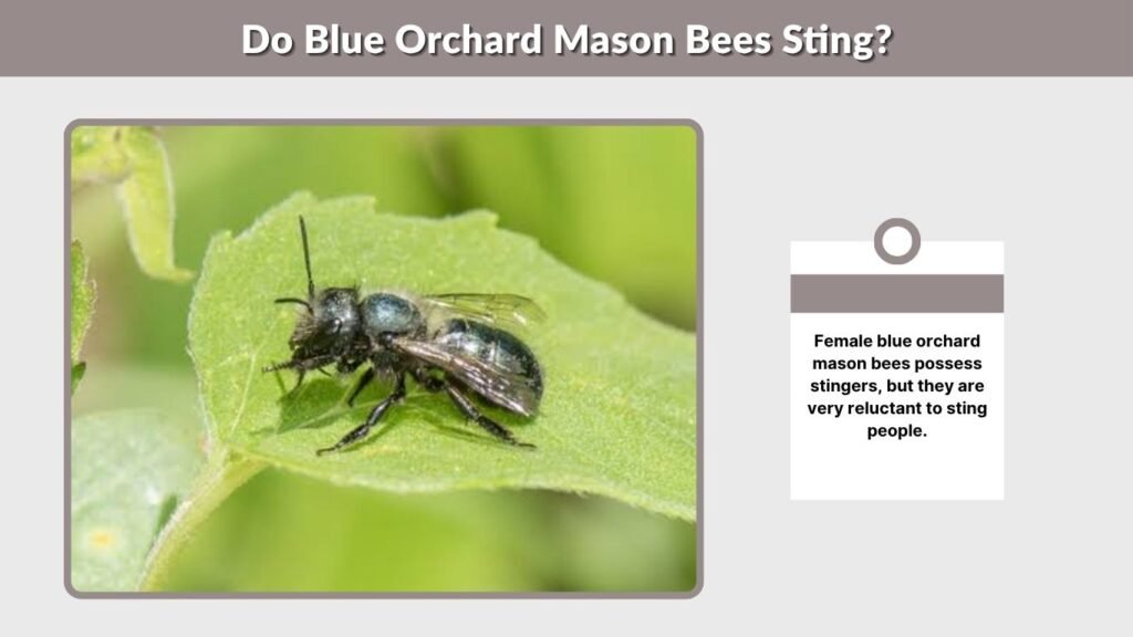 Do Blue Orchard Mason Bees Sting?