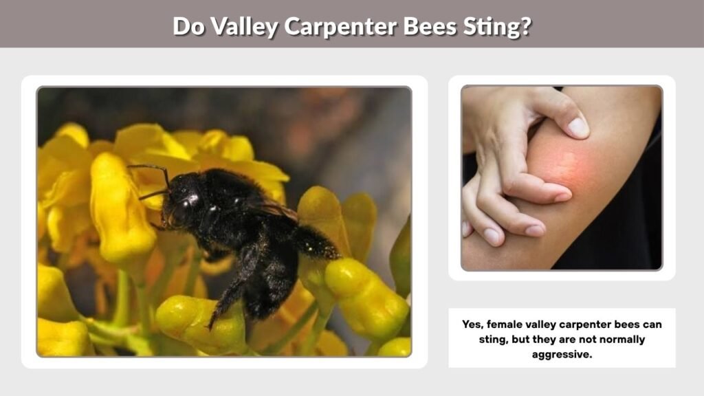 Do Valley Carpenter Bees Sting?