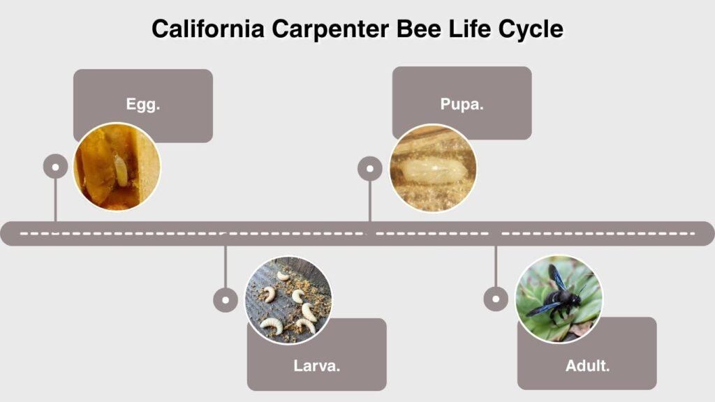 California Carpenter Bee Life Cycle