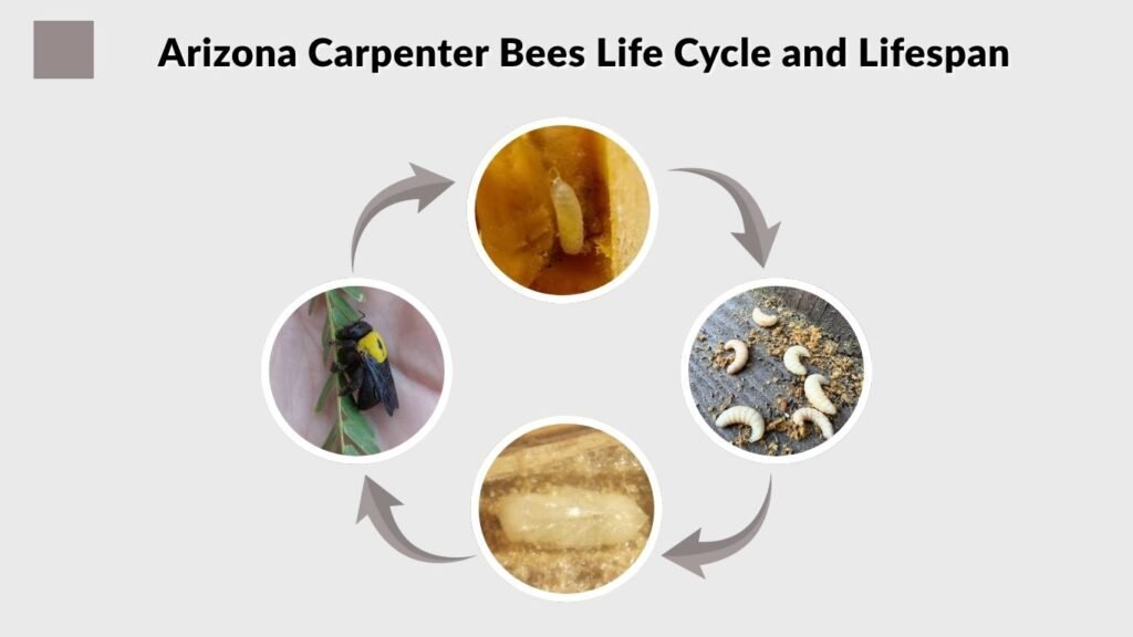 Arizona Carpenter Bees Life Cycle and Lifespan