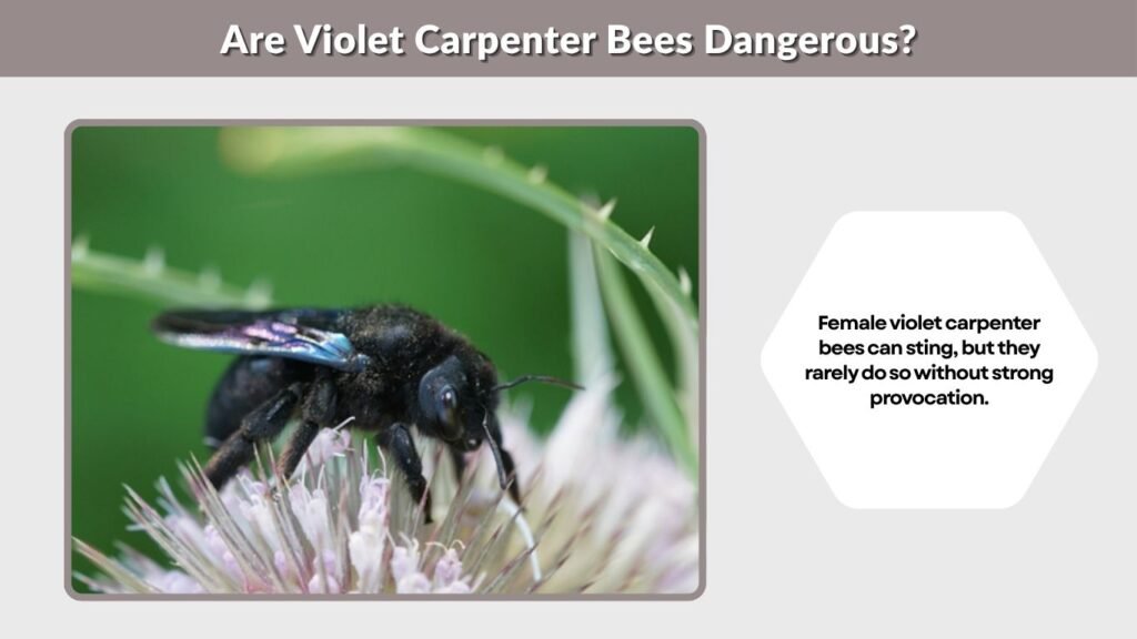 Are Violet Carpenter Bees Dangerous?
