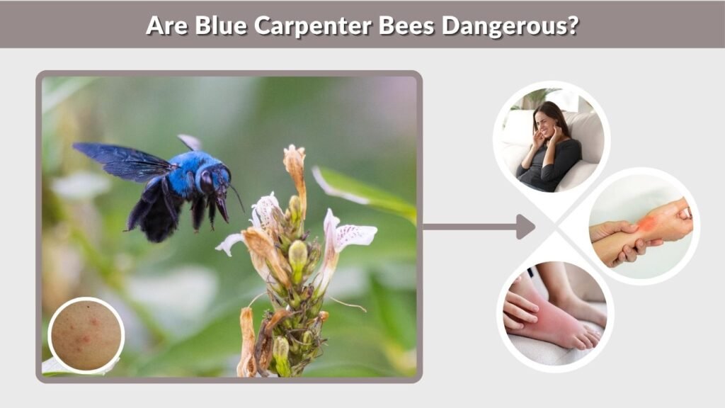 Are Blue Carpenter Bees Dangerous?
