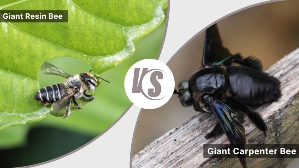 Giant Resin Bee vs Giant Carpenter Bee