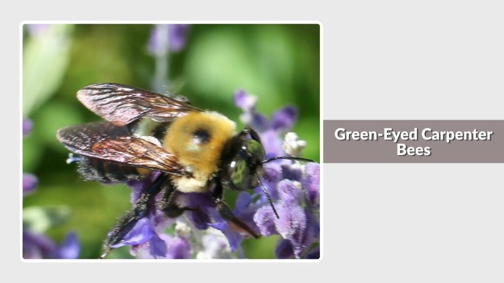 Green-Eyed Carpenter Bees