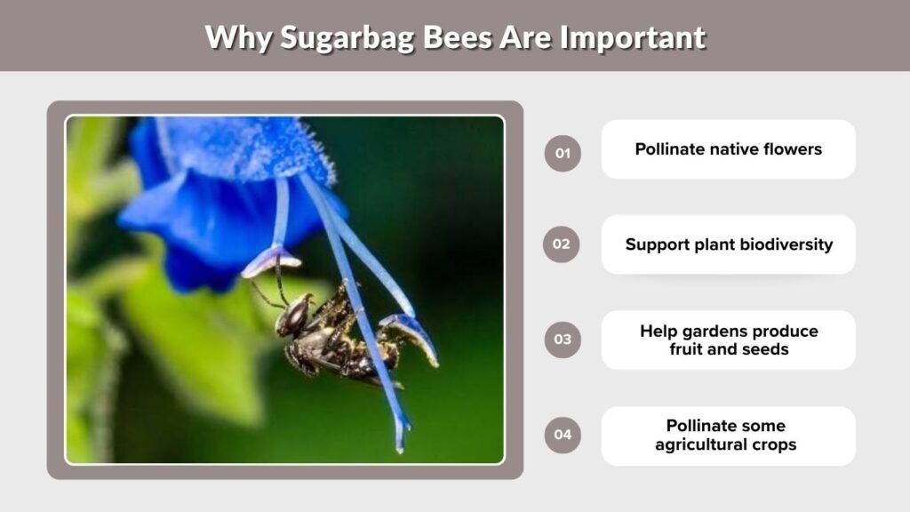 Why Sugarbag Bees Are Important