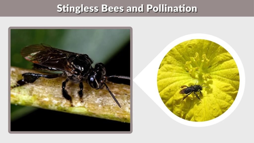 Stingless Bees and Pollination