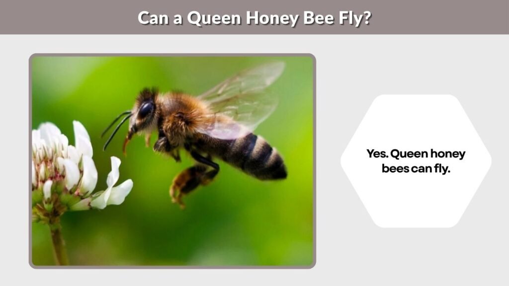 Can a Queen Honey Bee Fly?