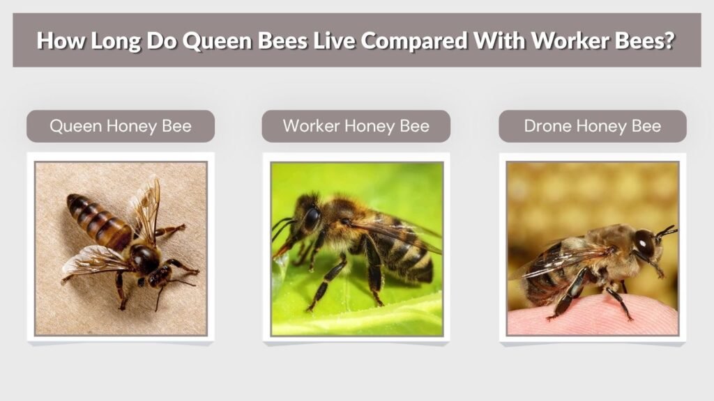 How Long Do Queen Bees Live Compared With Worker Bees?