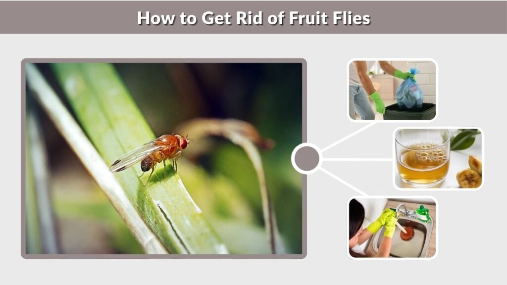 How to Get Rid of Fruit Flies