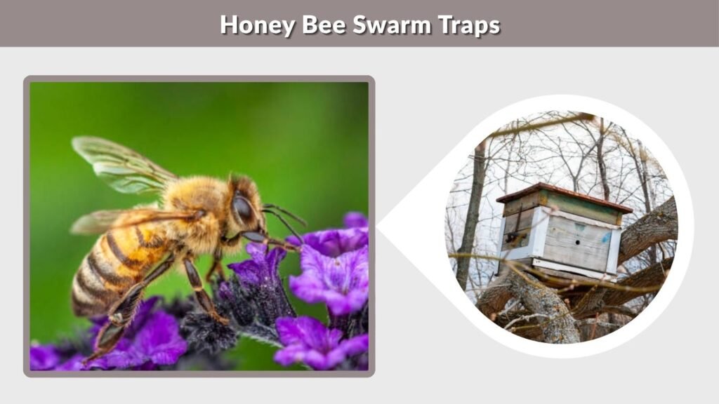 Honey Bee Swarm Traps