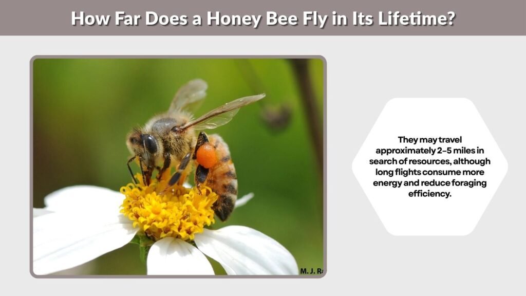 How Far Does a Honey Bee Fly in Its Lifetime?