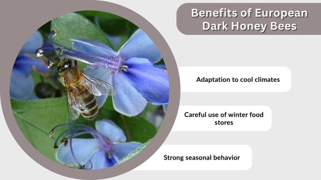 Benefits of European Dark Honey Bees